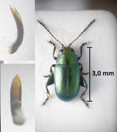Réf. 203 333 : Chaetocnema chlorophana